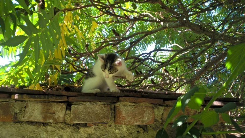 Žena v Teplicích měla údajně 25 koček ve špatném stavu,v mrazáku byla těla koťat