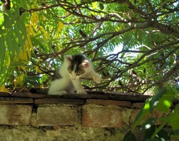 Žena v Teplicích měla údajně 25 koček ve špatném stavu,v mrazáku byla těla koťat