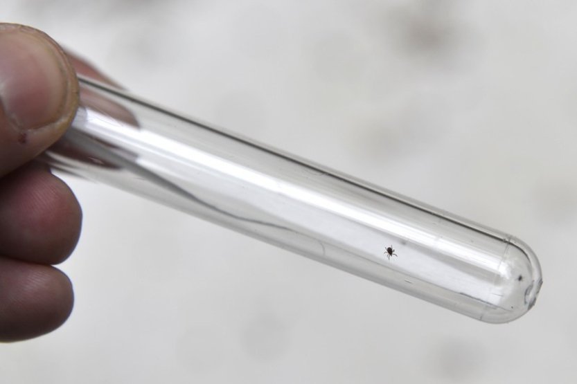 Evidovaných případů boreliózy meziročně přibylo, vliv má i změna hlášení