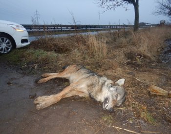 Policie prověřuje nález uhynulého vlka na Českokrumlovsku