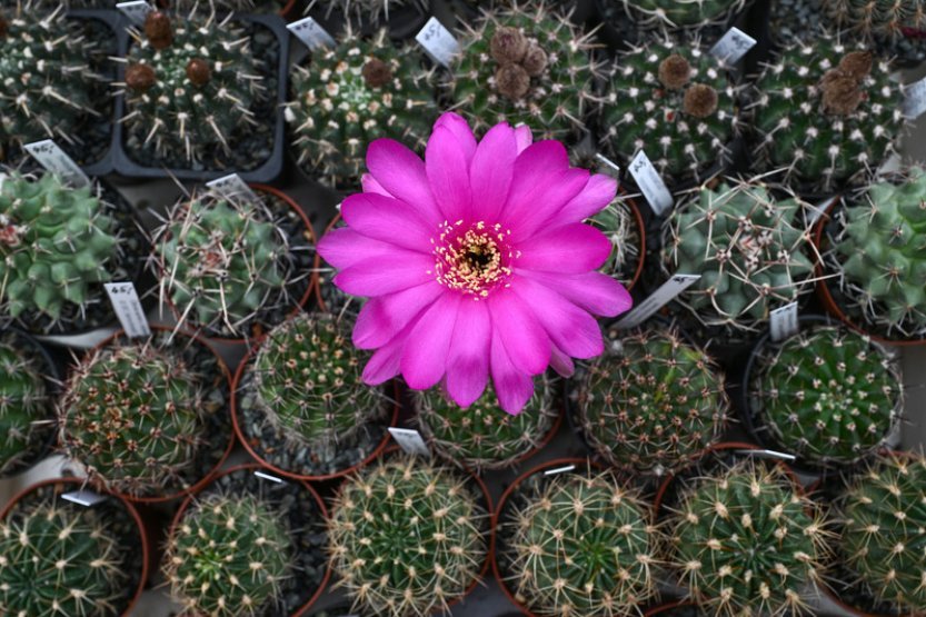 Češi v Brazílii čelí obvinění z pašování kaktusů, je s nimi vedeno soudní řízení