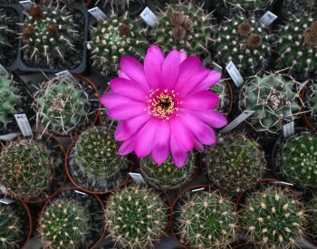 Češi v Brazílii čelí obvinění z pašování kaktusů, je s nimi vedeno soudní řízení