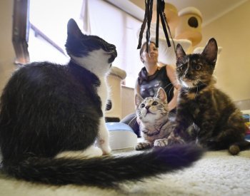 Obce možná budou muset zajišťovat kastrace opuštěných koček