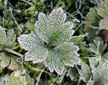 Na Šumavě dnes opět mrzlo, u Kvildy naměřili minus 8,7 stupně Celsia