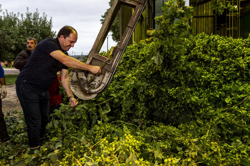 Výborný: Sklizeň chmele bude průměrná, negativní vliv na cenu piva to nemá mít