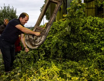 Výborný: Sklizeň chmele bude průměrná, negativní vliv na cenu piva to nemá mít