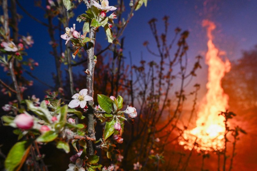 Mrazy v noci způsobily ovocnářům škody za stovky milionů korun