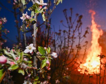 Mrazy v noci způsobily ovocnářům škody za stovky milionů korun