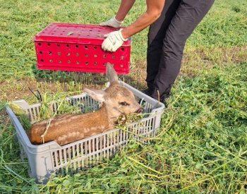 Dobrovolníci s drony v okolí Brna ročně zachrání desítky srnčat před sekačkami