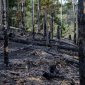 Hnutí Duha nesouhlasí s plánem MŽP na těžbu suchého dřeva v národním parku