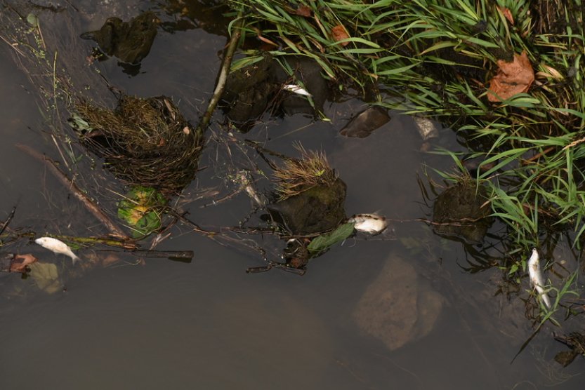 V Odře v Polsku se našly uhynulé ryby, podle Poláků nejspíš připluly z ČR