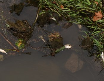 V Odře v Polsku se našly uhynulé ryby, podle Poláků nejspíš připluly z ČR