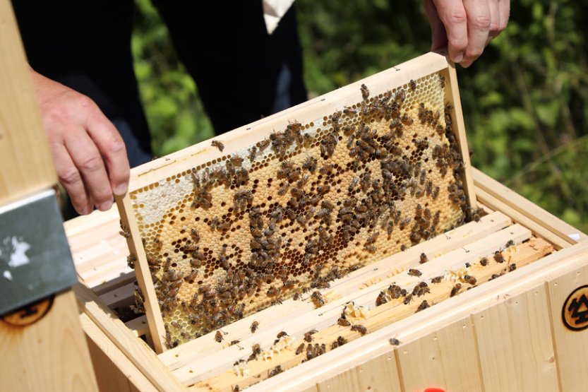 Hospodářský výbor podpořil vládní balíček i s úlevou pro včelaře