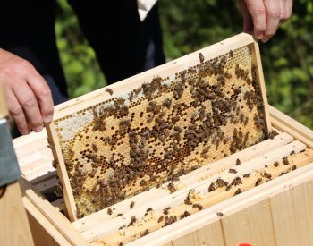 Hospodářský výbor podpořil vládní balíček i s úlevou pro včelaře