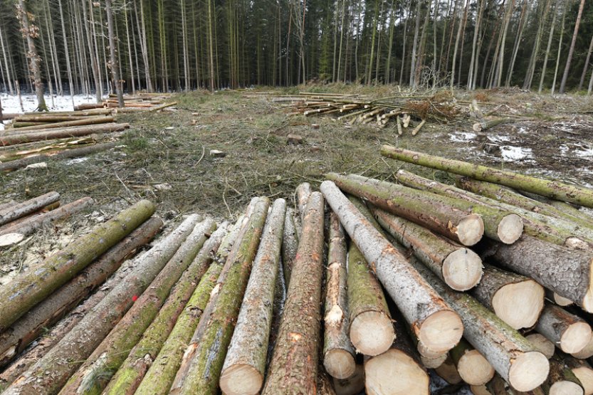 Ceny dřeva začaly klesat, snižuje se odbyt dřeva kvůli přebytku výrobků na trhu