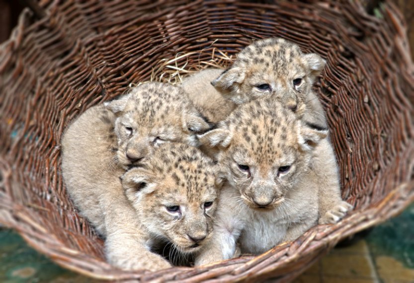 V plzeňské zoo se 9. srpna narodila čtyřčata vzácných lvů berberských