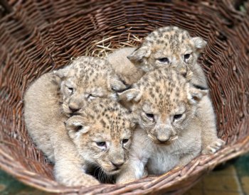 V plzeňské zoo se 9. srpna narodila čtyřčata vzácných lvů berberských