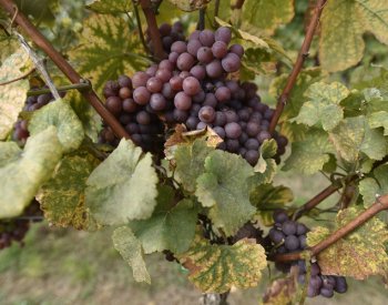 Směs rostlin vysazená mezi řádky vinohradu pomáhá chránit révu před suchem