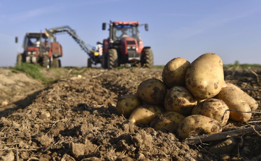 Sázení brambor v Česku zdržují deště, na Vysočině ještě skoro nezačalo