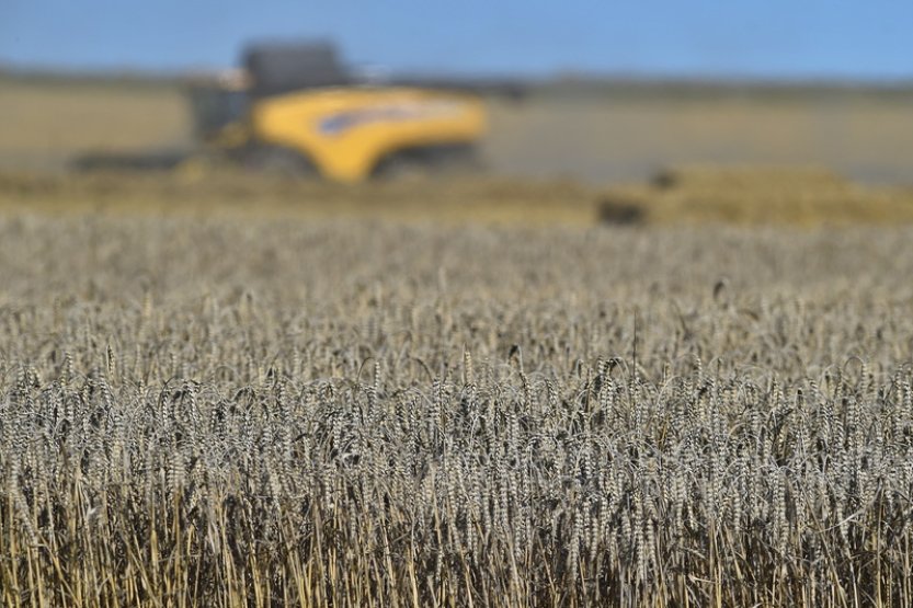 Ukrajinské obilí vývoz toho českého nenarušilo, uvedl Nekula