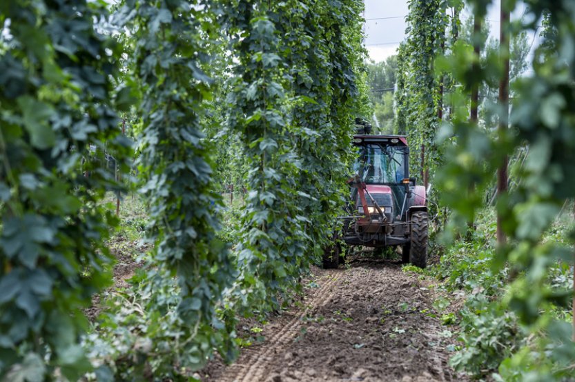 Krajina žateckého chmele je zapsaná na seznam UNESCO