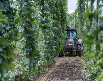 Krajina žateckého chmele je zapsaná na seznam UNESCO