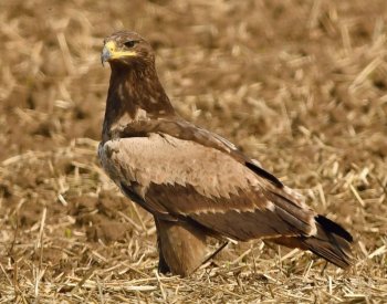 Ornitologové pozorovali na Moravě v uplynulých dnech tři vzácné ptačí druhy