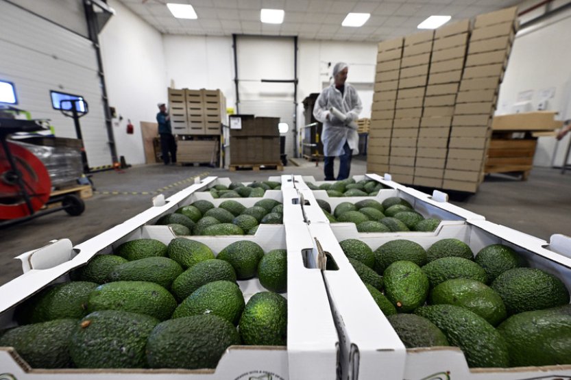 Spotřeba avokáda v Česku podle společnosti Titbit za pět let vzrostla o čtvrtinu