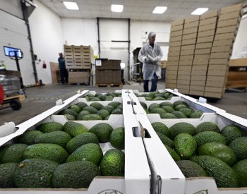 Spotřeba avokáda v Česku podle společnosti Titbit za pět let vzrostla o čtvrtinu