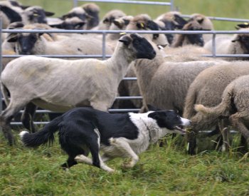 Kyrgyzští pasáci mají podle italských zemědělců zachránit chov ovcí na Sardinii