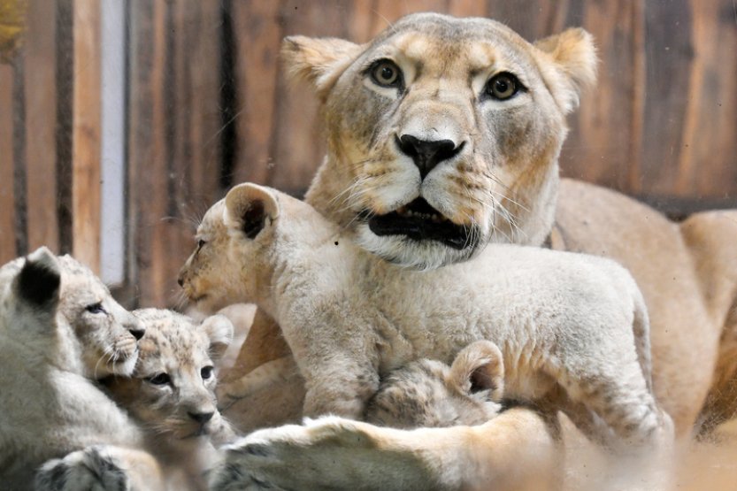 Lví čtyřčata v plzeňské zoo by mohli návštěvníci poprvé vidět za dva týdny