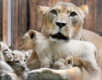 Lví čtyřčata v plzeňské zoo by mohli návštěvníci poprvé vidět za dva týdny