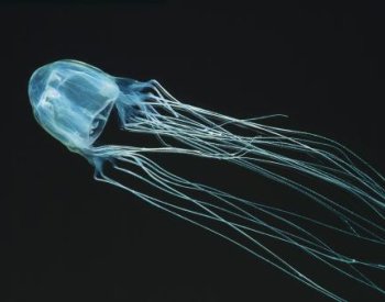 K učení není potřeba mít mozek, ukazují lidem podle vědců medúzy