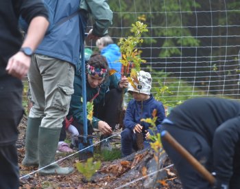 Na Dni za obnovu lesa budou lidé na osmi místech po celé ČR sázet stromky