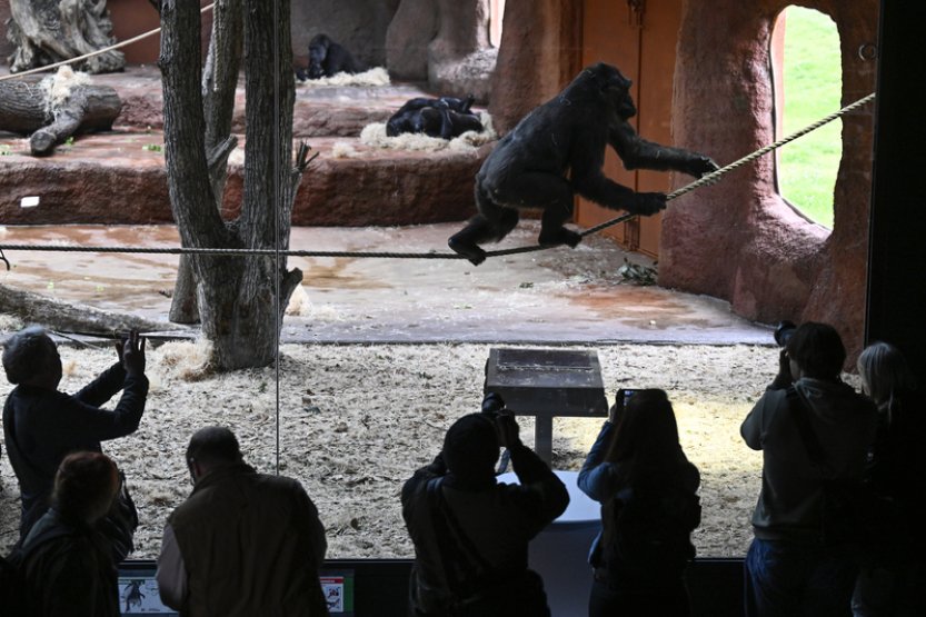 Gorily v pražské ZOO žijí už 60 let, příští rok čekají další mláďata