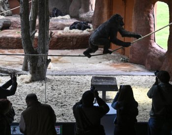 Gorily v pražské ZOO žijí už 60 let, příští rok čekají další mláďata