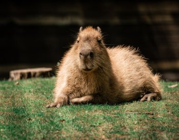 Největší zájem návštěvníků brněnské zoo je o kapybary, trumfují i velké šelmy