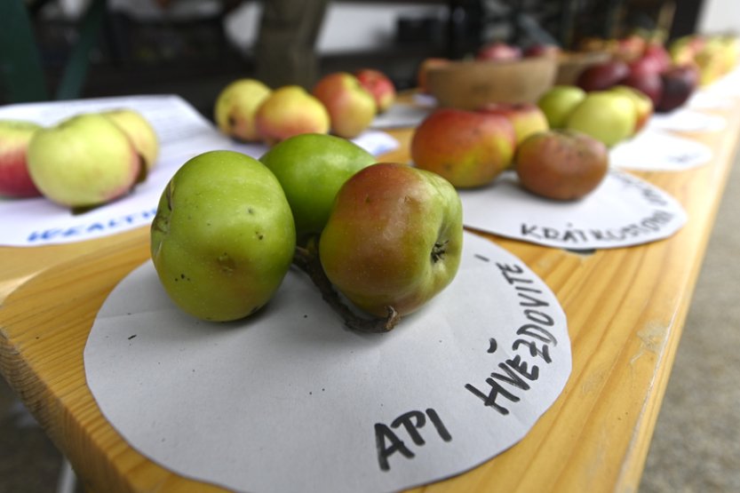 Hostětín patřil jablkům a jablečným výrobkům, konala se tam Jablečná slavnost