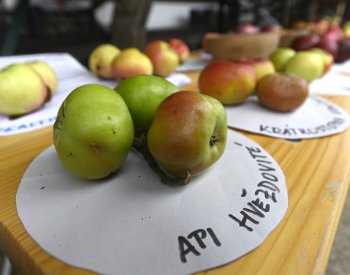 Hostětín patřil jablkům a jablečným výrobkům, konala se tam Jablečná slavnost