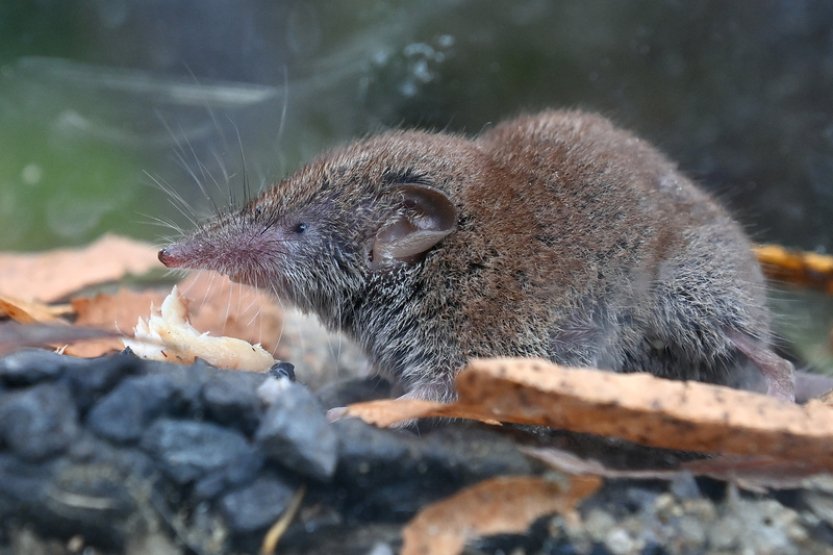 Na Chebsku zkoumají zoologové nový savčí druh v Česku, bělozubku tmavou