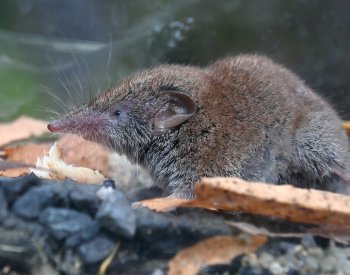Na Chebsku zkoumají zoologové nový savčí druh v Česku, bělozubku tmavou