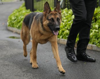 Bidenův pes Commander pokousal dalšího člověka, již pojedenácté