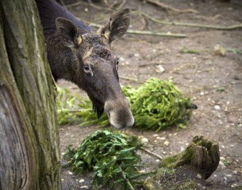 Část metra ve Stockholmu je mimo provoz kvůli losovi na trati