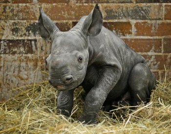 V Safari Parku Dvůr Králové se narodilo mládě vzácného nosorožce černého