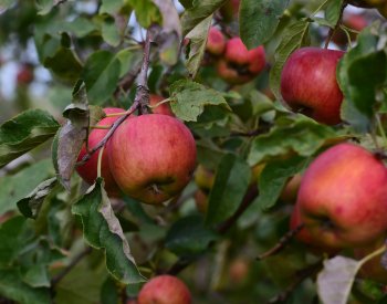 Vláda schválila 243 milionů korun pro producenty ovoce, zeleniny, chmele a mléka
