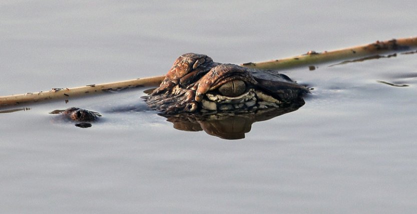 Live Science: Vědci se snaží zjistit, zda jsou krokodýli schopní empatie