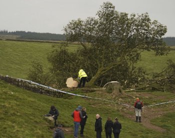 V noci někdo pokácel zřejmě nejznámější strom v Británii