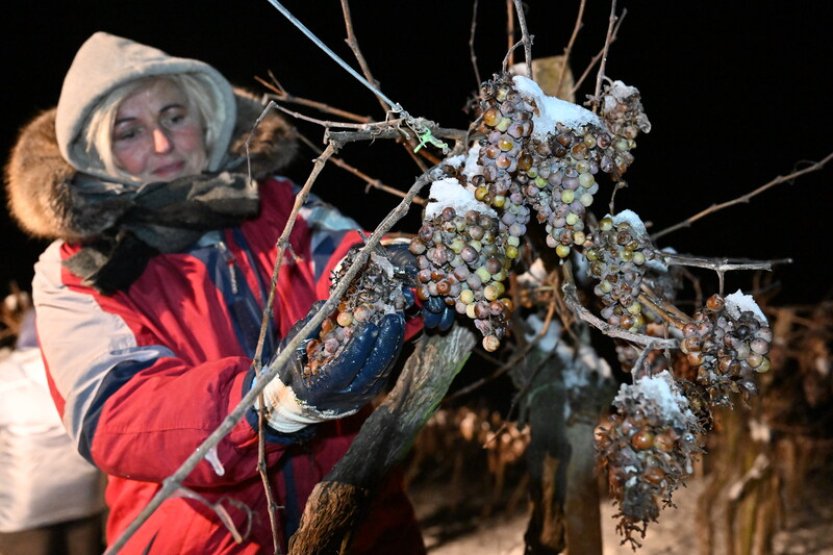 Vinaři z Chateau Valtice sbírali hrozny pro výrobu ledového vína, bylo minus 12