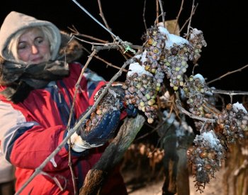 Vinaři z Chateau Valtice sbírali hrozny pro výrobu ledového vína, bylo minus 12