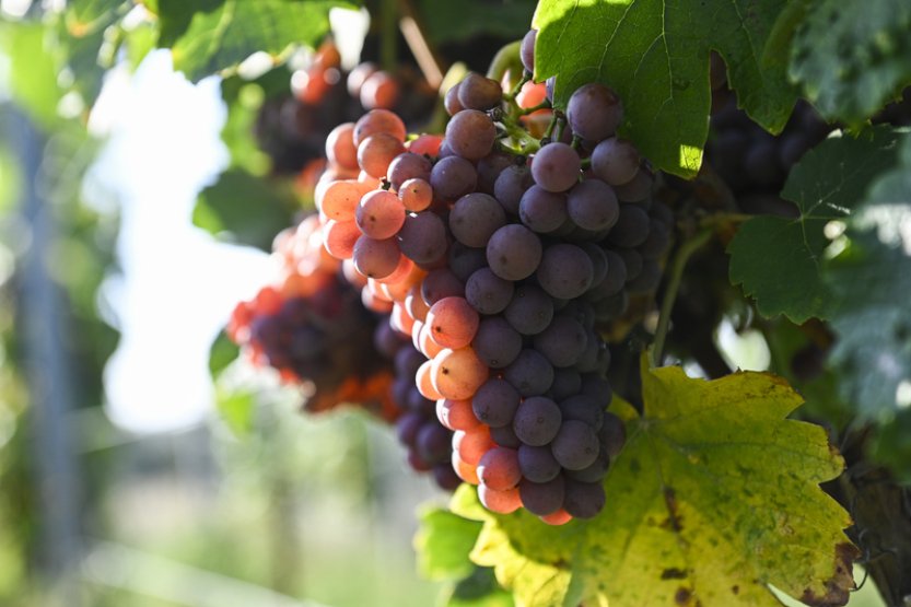 Jihomoravští vinaři: Hroznů bude letos o něco méně, kvalita se zdá být dobrá